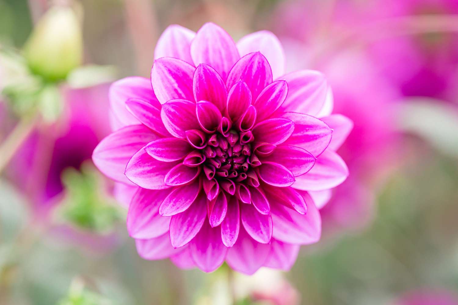 Dahlie 'Blue Bell'
